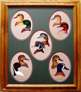 Wood Duck/Pintail/M​allard/Green Winged Teal/Blue Winged Teal/Ducks 