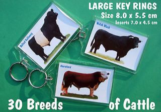 LARGE KEY RINGS. 30 CATTLE BREEDS