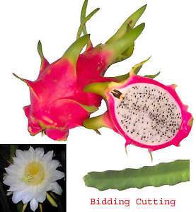 ORCHID CACTUS EPIPHYLLUM Pitaya Dragon Fruit 2 Cuttings