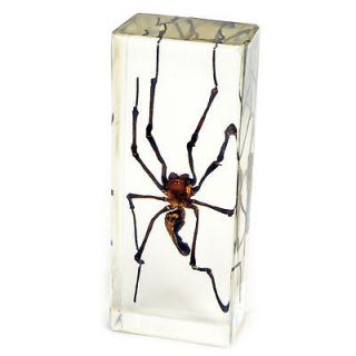 Real Golden Orb Web Spider (Nephila clavipes )Paperweight Large Size