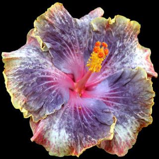 Hibiscus Hybrid Seeds Delta Dawn x Persian Rug
