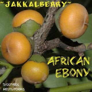   ~ Bushveld Persimmon AFRICAN EBONY Sweet Fruits Rare Tree LIVE Plant