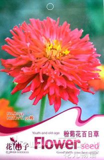 Zinnia Seed ★ 50 Pink Chrysanthemum Zinnia Flowers Seed Bright Color