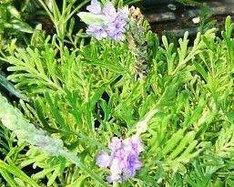 lavender plants in Herbs