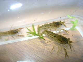Self Cloning Marble Crayfish endless live food supply Adult ready to 