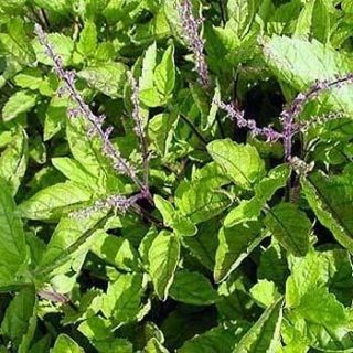 Herb   Basil   Holy Red   400 Seed   Scented