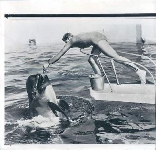 1963 Philadelphia Pennsylvania Willie the Whale at the City Aquarama 