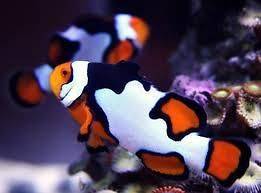   picasso clownfish  clown fish domain for sale now online reef