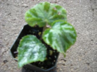 Begonia otto forester vivarium/Terrarium/House plant