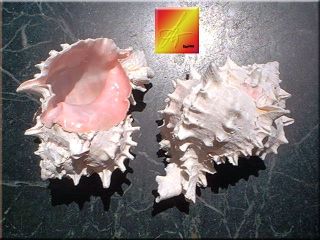 Sea Shell Seashells 3.7 Multi Cut Pink Murex Shell