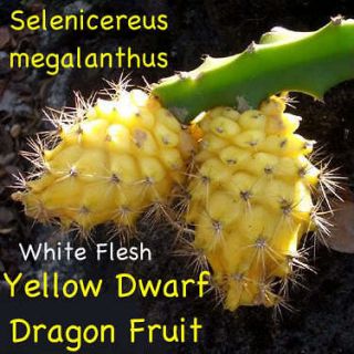 50 LIVE SEEDS Yellow DWARF DRAGONFRUIT Pitaya Cactus VINE Yellow Skin 