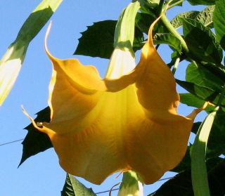   Charles Grimaldi Ange​ls Trumpet 10 seeds FRAGRANT​ bright shade