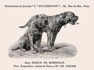 Dogue De Bordeaux Lovely Dog Print Two Dogs