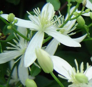  IS Sweet CLEMATIS VINE *EXTREMELY FRAGRANT* 35 Seeds PERENNIAL Z4