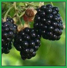 British Columbia Wild Blackberry Bush Plant  30 SEEDS  Blackberries 