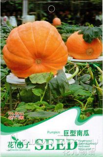 Pack 5+ Vegetables Seeds Pumpkin Seed Huge Giant Heirloom Organic 
