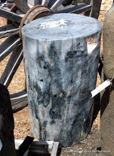 36 tall X22 W accent stool table petrified wood 15 million old 