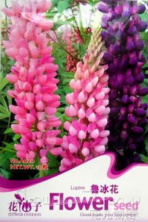 Lupine Seed Natural Popular Ornamental 10 Flowers Seeds