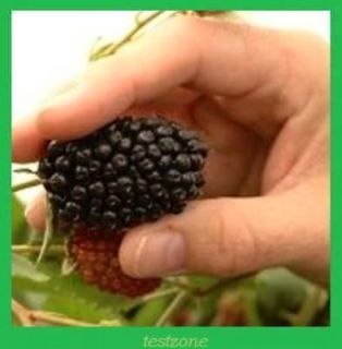 BC Triple Crown Blackberry Plant   20 Seeds   Giant Thornless 