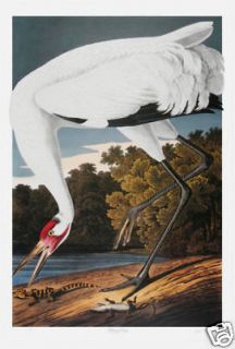 Ltd Ed. Loates Audubon WHOOPING CRANE Bird Print Signed