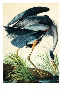 Ltd. Ed. Loates Audubon GREAT BLUE HERON Bird Print