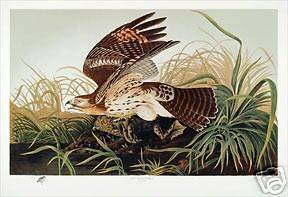Ltd.Ed. Loates Audubon RED SHOULDERED HAWK Print Signed
