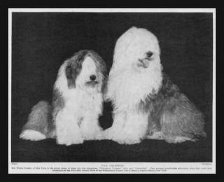 Old English Sheep Dogs, Westminster Show, Champions, Vintage, 1935