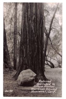 California real photo postcard big trees tree Gifford Pinchot Redwood 