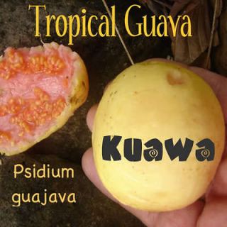 TROPICAL GUAVA~ Psidium guajava Hawaii Kuawa Goiaba RARE FRUIT TREE 3 