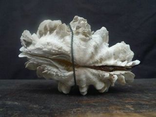   CLAM Lovely Gigas Squamosa Shell Seashell Large Bivalve Tridacna #4