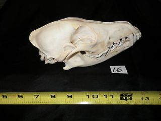   Coyote skull bone animal craft hunting Jackal/Prairie Wolf 16