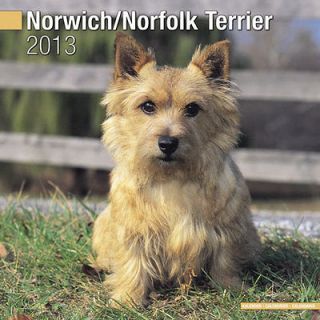 norwich norfolk terrier 2013 calendar 30486 13 