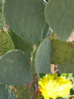 Spineless Prickly Pear Cactus Opuntia Unrooted Pads
