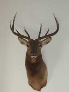 BULL ELK MOUNT   NORTH AMERICAN   IN EXCELLENT CONDITION
