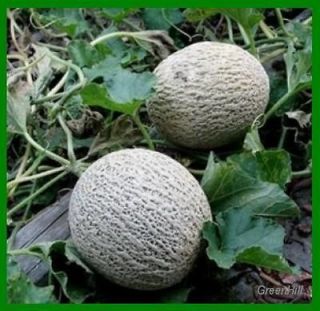 BC Cantaloupe Melon, Muskmelon Plant  10 Seeds   Sweet Fruits Rich 
