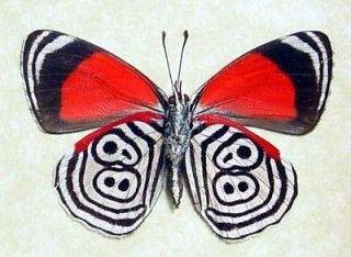 butterfly frames in Butterflies & Moths