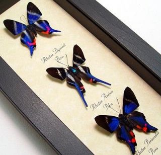 real framed butterflies in Butterflies & Moths