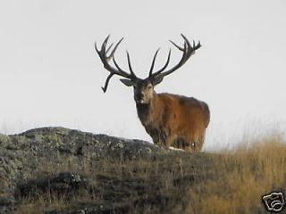 Red Stag hunt in New Zealand(& Tahr,Chamois,F​allow,Elk)