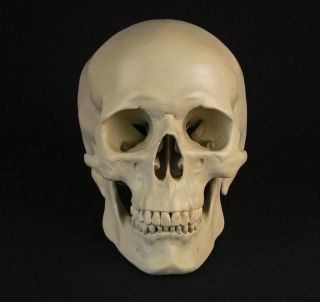 human skull in Science & Medicine (1930 Now)