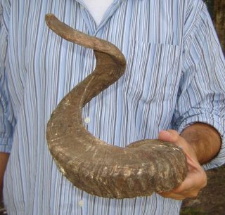 Huge 29 inch Sheep/Ram horn for horn carving taxidermy to make shofar 