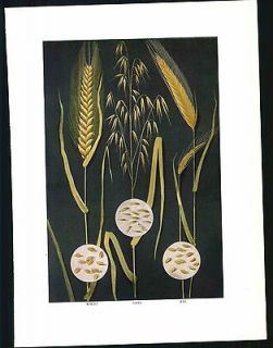 1911 Edible Grains Wheat Oats Rye Germ Seed Plants Original Color 
