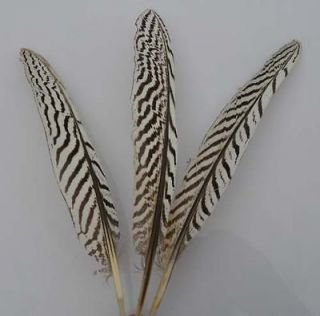 Newly listed New 10PCS natural,undyed pheasant Wings feathers 8 10inch