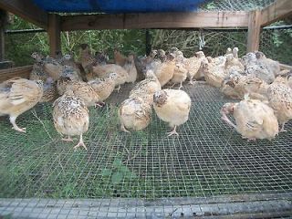 Newly listed N.P.I.P. 25   GOLD SPECKLED COTURNIX QUAIL HATCHING EGGS