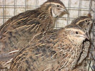 65 + Extra Coturnix Quail Hatching Eggs NPIP