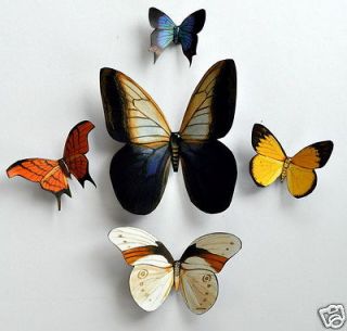 Insect Butterfly Magnets Refrigerator Magnets wholesale Lot of 5 by 