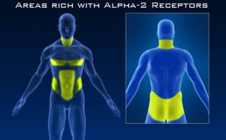 As you can see in the illustration above, Alpha 2 receptors have been 