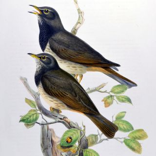 GOULD / RICHTER   BIRDS OF GRT. BRITAIN   BLACK THROATED THRUSH   HAND 