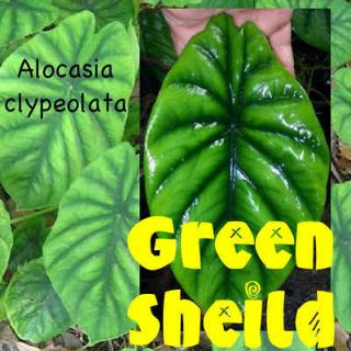 GREEN SHEILD Alocasia clypeolata Live Plant Beautiful ELEPHANT EAR 
