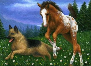 Appaloosa foal horse German shepherd dog rain limited edition aceo 