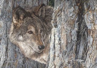 Looking for Love Judy Larson Lone Wolf Canvas